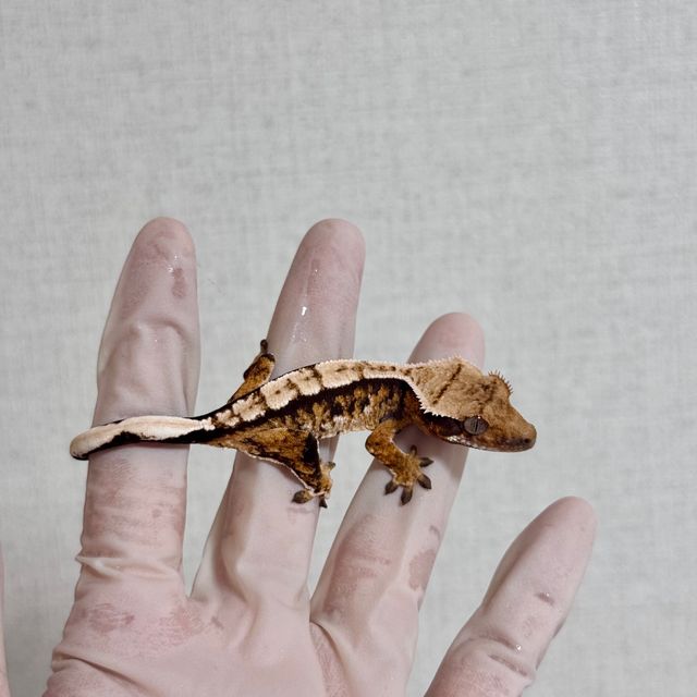 트라이 바브