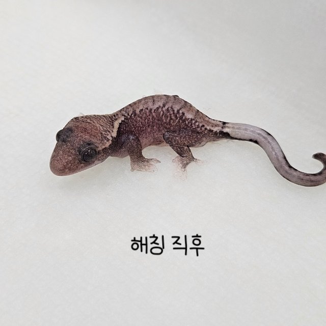파이드
