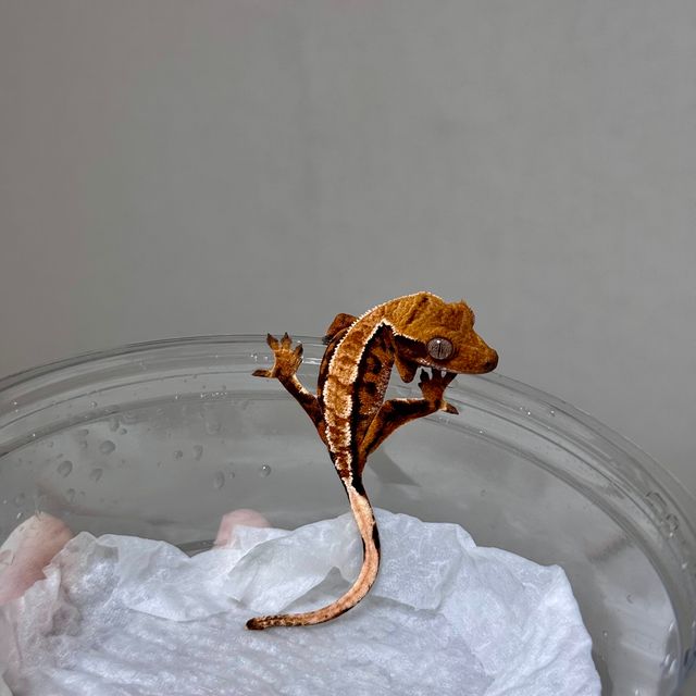 트라이 바브