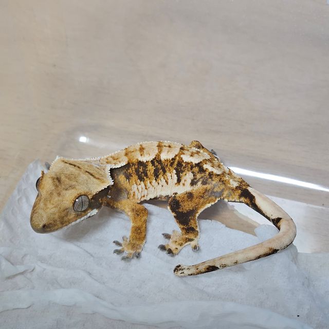 트라이 바브