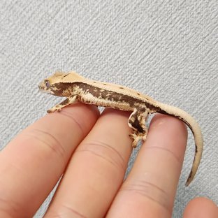 릴리화이트 풀핀