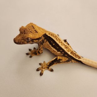 노멀 쿼드 풀핀 엠티백