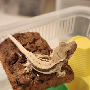 프라푸치노 풀핀 드리피 화이트핀