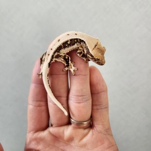 릴리화이트 풀핀