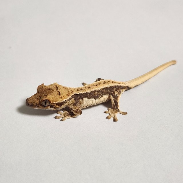 릴리화이트 풀핀