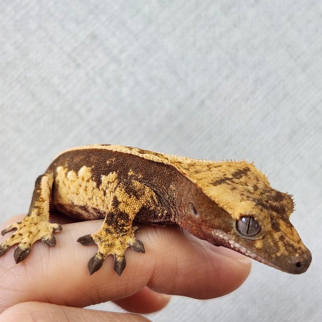 노멀 쿼드 풀핀