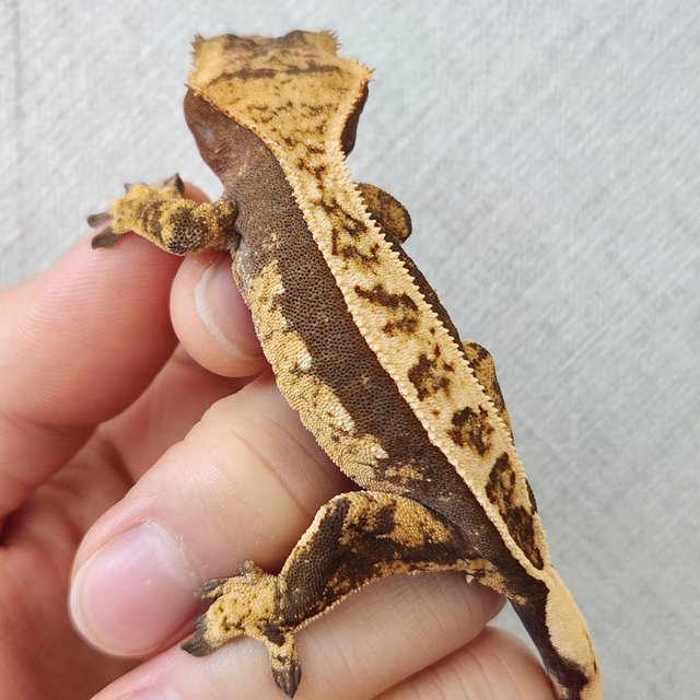 노멀 쿼드 풀핀