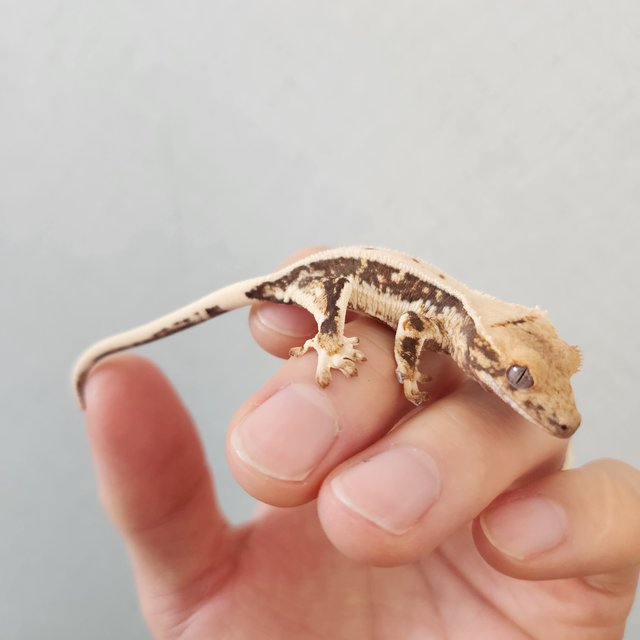 릴리화이트 풀핀