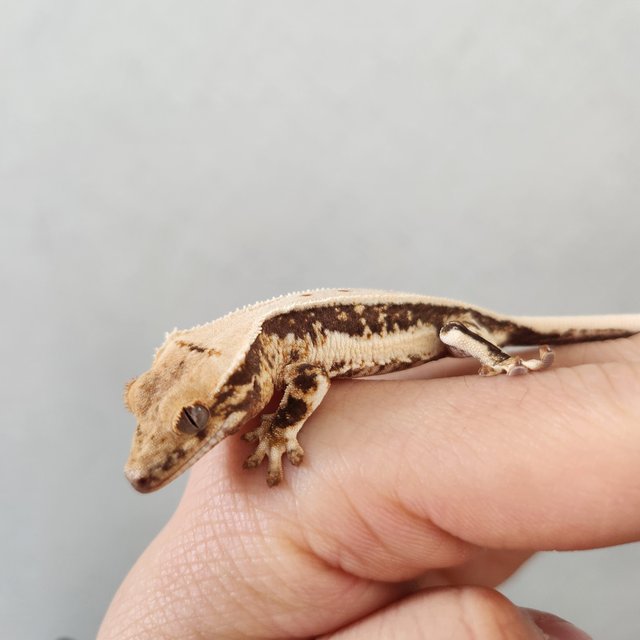 릴리화이트 풀핀