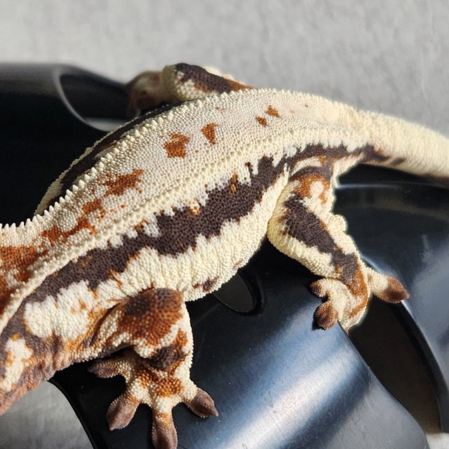 프라푸치노 트라이 풀핀