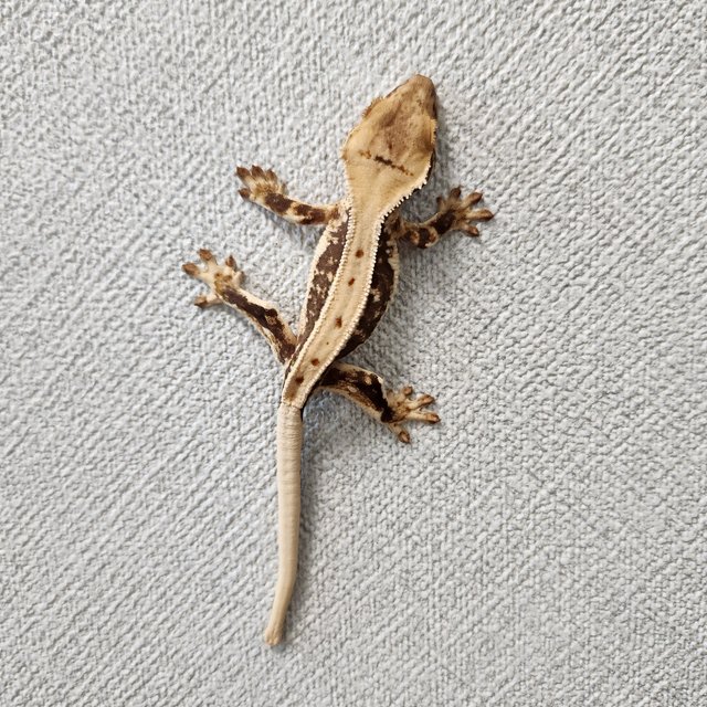 릴리화이트 풀핀