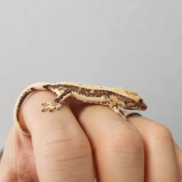 릴리화이트 풀핀