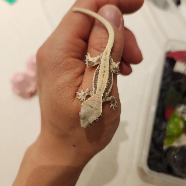 프라푸치노 풀핀 드리피 화이트핀