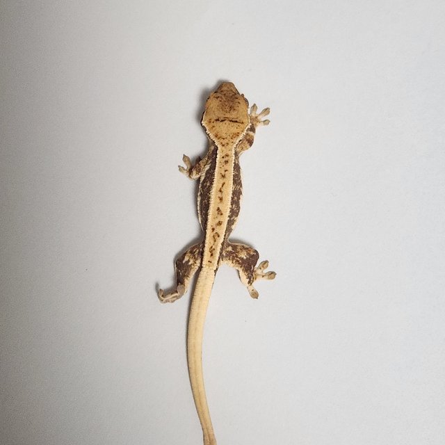 릴리화이트 풀핀