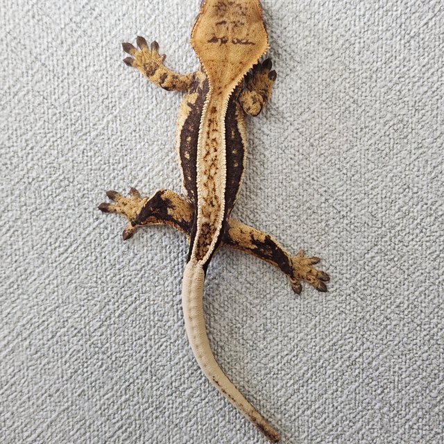 노멀 쿼드 풀핀 엠티백