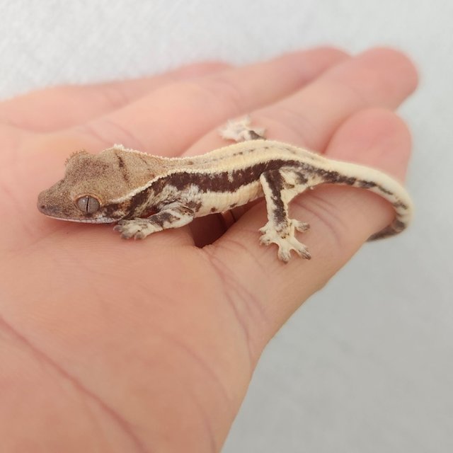 프라푸치노 풀핀