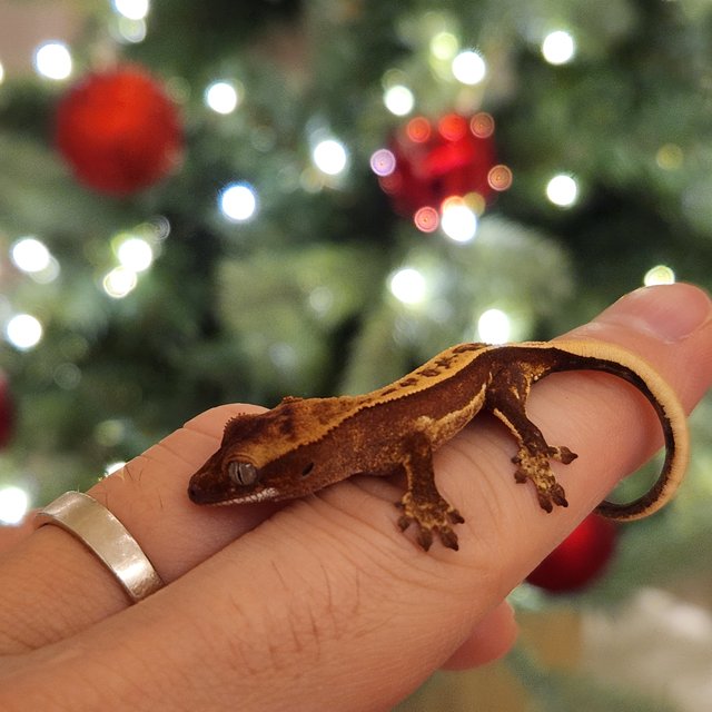 노멀 풀핀 쿼드