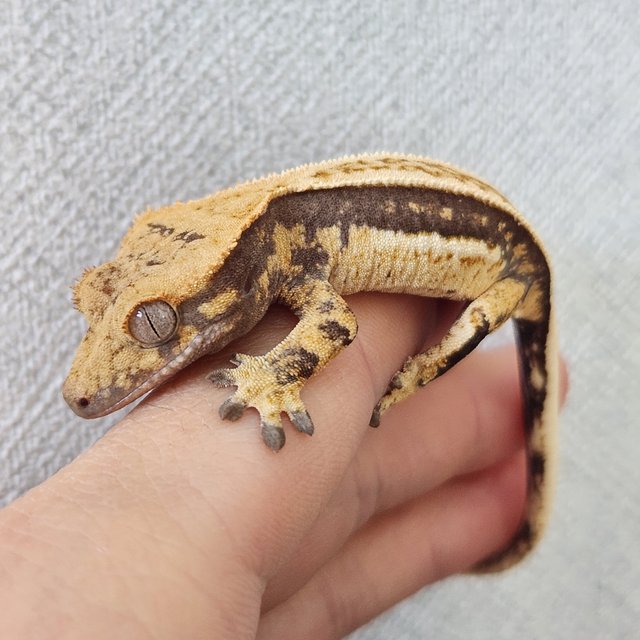 노멀 쿼드 풀핀 엠티백