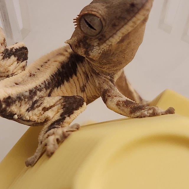 프라푸치노 풀핀 드리피 화이트핀