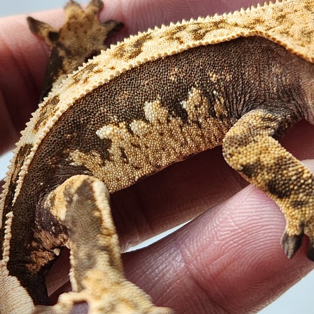 노멀 쿼드 풀핀