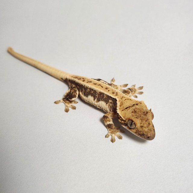 릴리화이트 풀핀