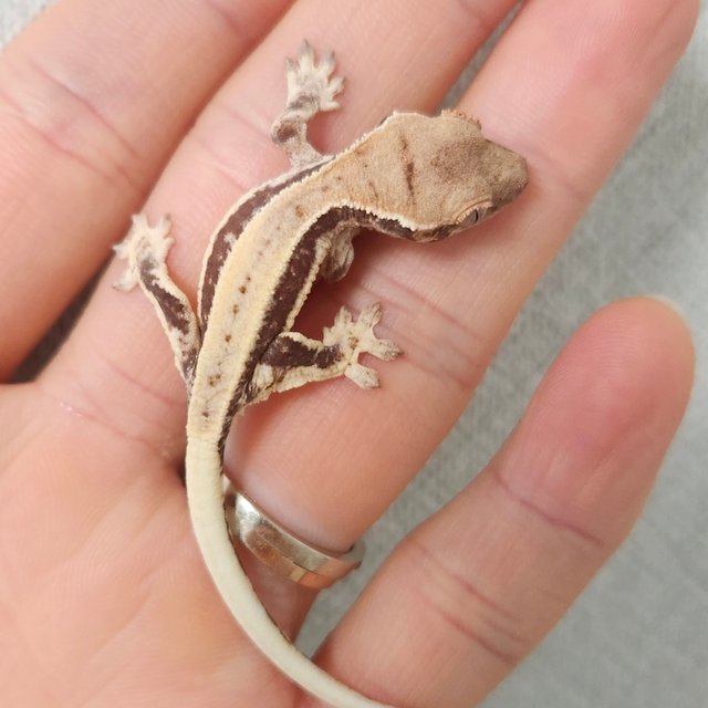 프라푸치노 풀핀