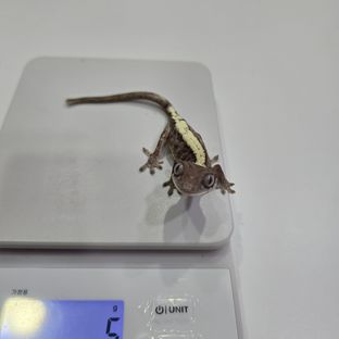 루왁 릴리