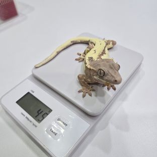 프라푸치노