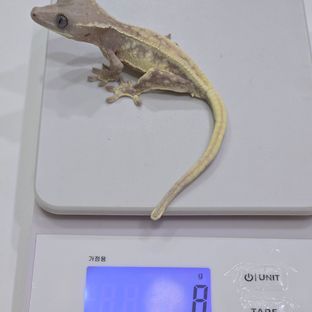 릴리 세이블