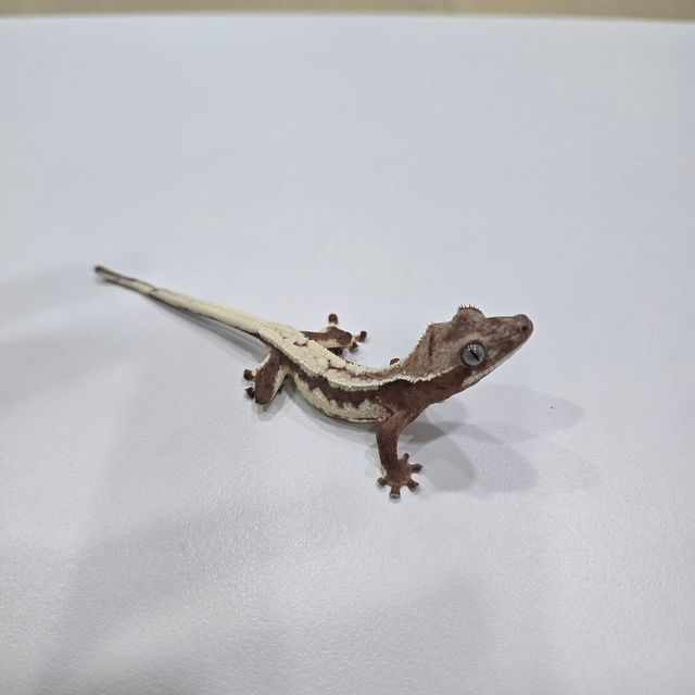 릴리 세이블