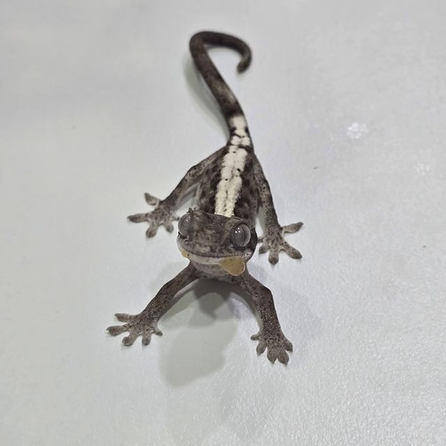 루왁 릴리