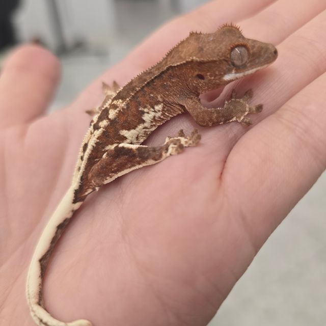 프라푸치노