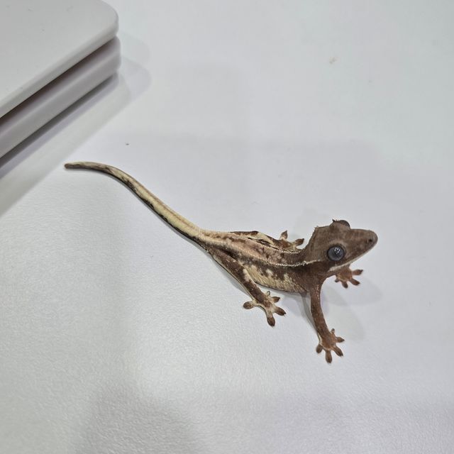릴리 세이블
