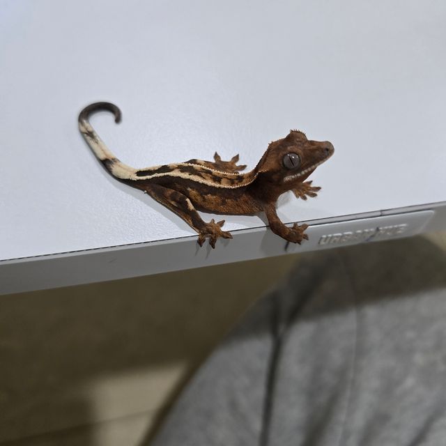 세이블