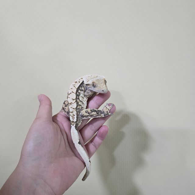 노멀 트라이