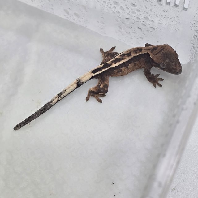 세이블