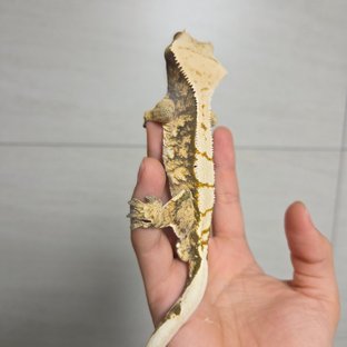 익스트림할리퀸