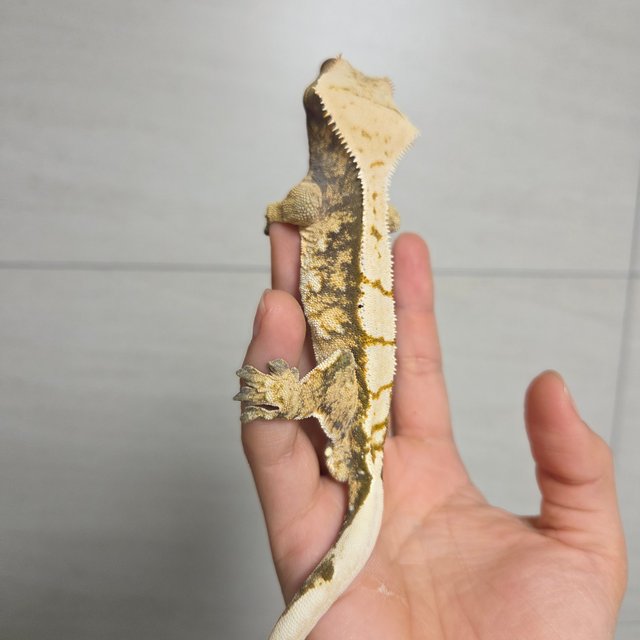 익스트림할리퀸