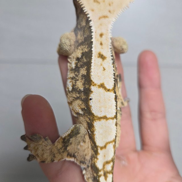 익스트림할리퀸