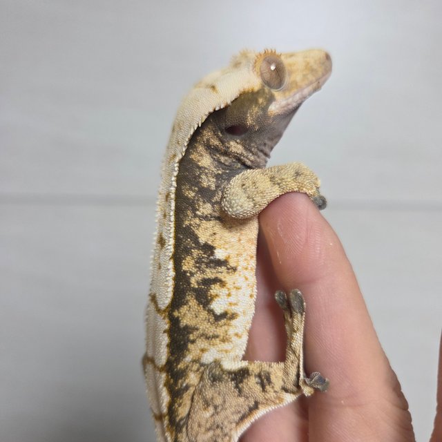 익스트림할리퀸