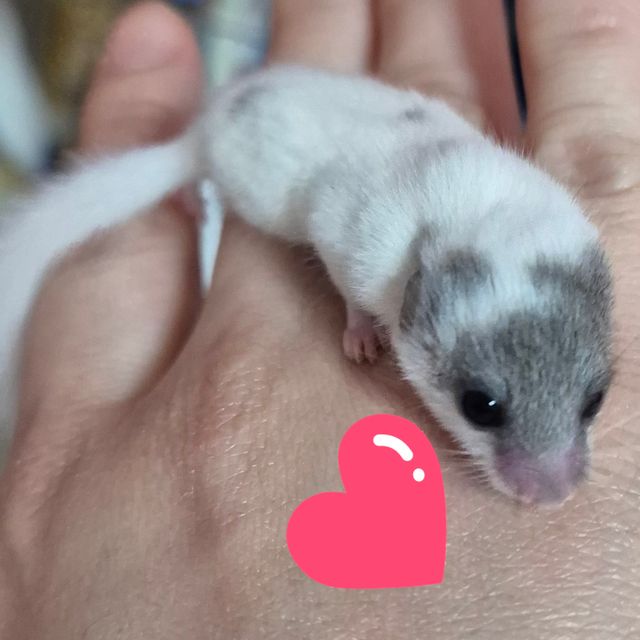 마스크 하이 화이트