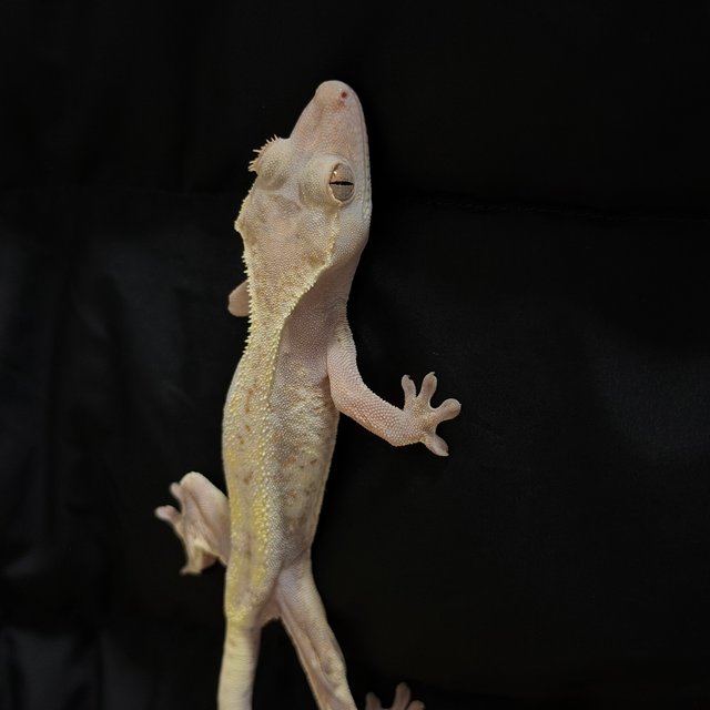 하이포 프라푸치노 드리피