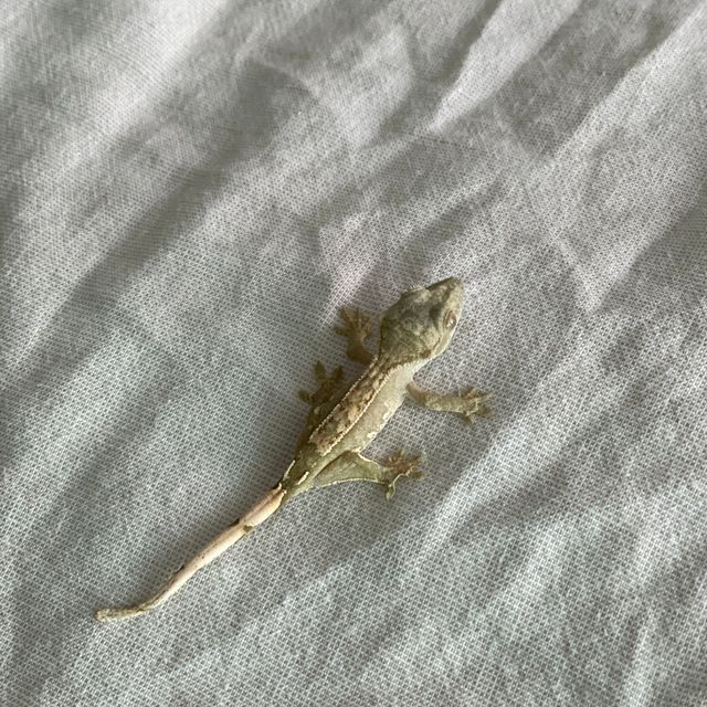 노멀 할리퀸 핀스트라이프