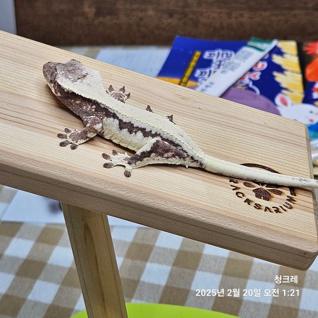 릴리 세이블 드리피 풀핀