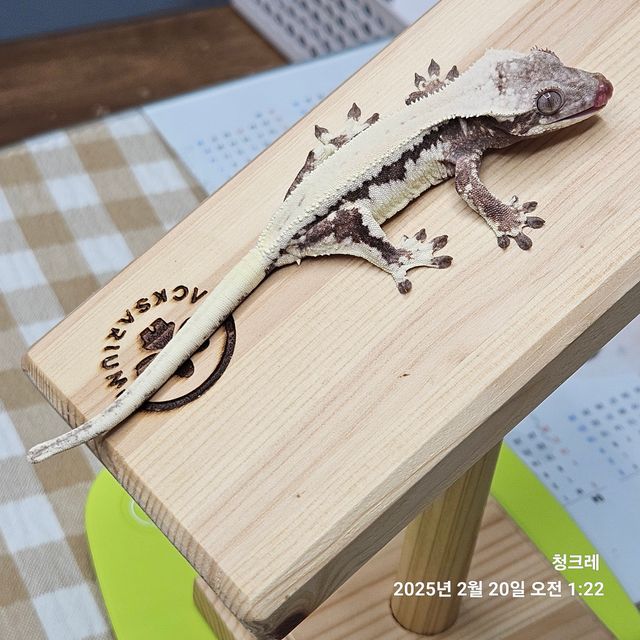 릴리 세이블 드리피 풀핀