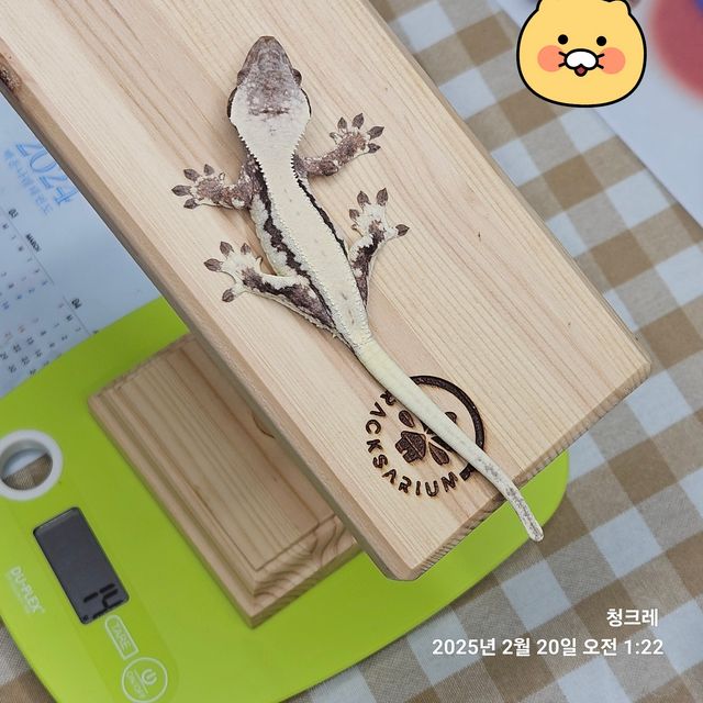 릴리 세이블 드리피 풀핀