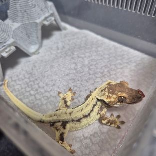 프라푸치노