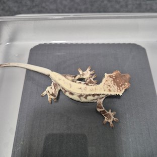 프라푸치노