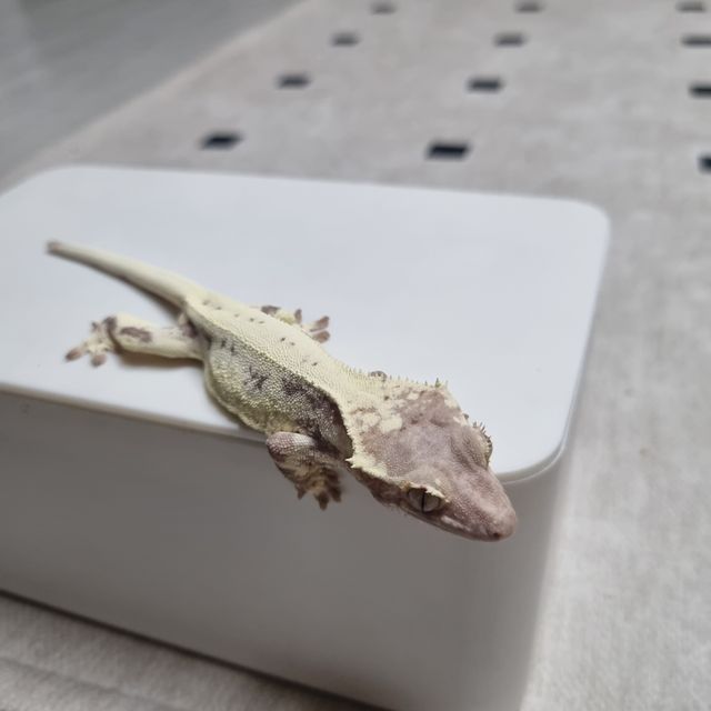 프라푸치노