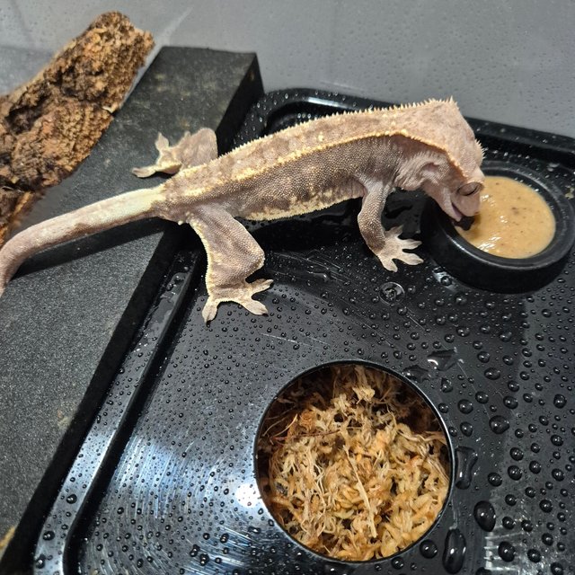 카푸치노